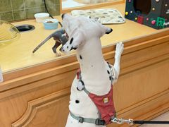 -帕帕拉兹宠物(亚洲旗舰店)