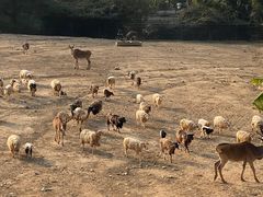 -泉州海丝野生动物世界