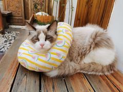 -喵屿·大理花园猫咖