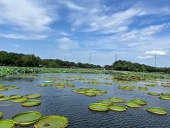 -荷塘月色湿地公园·向阳花洲
