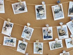 -Catmate·猫肥家润(金润铂宫店)