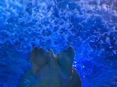 -太平洋海底世界