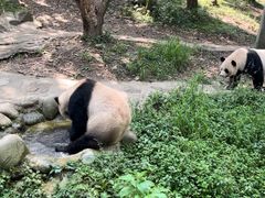 -都江堰中华大熊猫苑