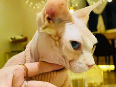 -猫腻·猫咖·撸猫馆(星光大道店)