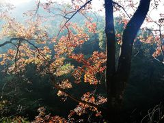 -广州市石门国家森林公园