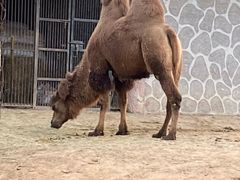 -石家庄市动物园