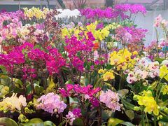 -朝来春花卉市场