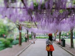 -嘉定紫藤园