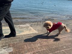 -日照灯塔风景区