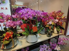 -溪岸路花鸟市场