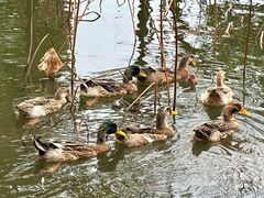 -惠州西湖风景名胜区-丰渚园