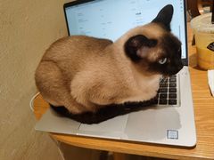 -藏猫猫咖啡主题馆(中央大道店)