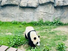 -上海野生动物园