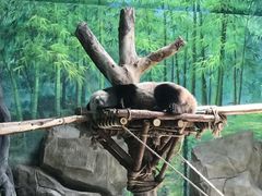 -灵玲国际马戏城