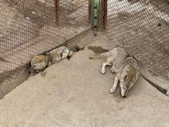 -青藏高原野生动物园