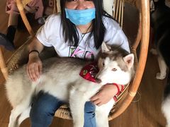 -Husky Go! 哈士奇体验馆·宠物咖啡厅狗咖