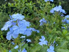 -松山湖梦幻百花洲