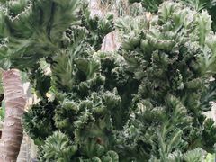 -深圳仙湖植物园