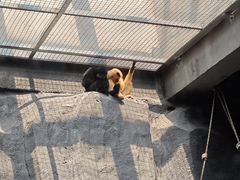-武汉动物园