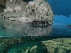 -石家庄海洋公园