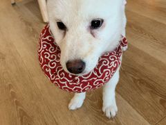 -柴犬小屋·柴餐厅·狗咖食堂(金鼎广场店)