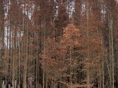 -桤木河湿地公园