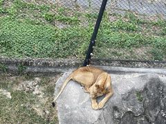 -深圳野生动物园