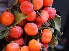 -老徐家柿子饼(北广济街店)