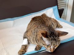 -福懋动物医院·犬猫全科·外科·重症科(杏林分院)