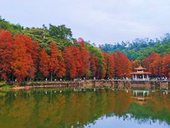 -深圳仙湖植物园
