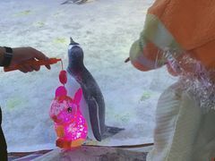 -芜湖新华联大白鲸海洋公园