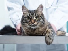 -萌兽医馆·犬猫专科·眼科中心·宠物医院(朝阳门分院)