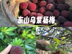 -东山风景区(洞庭东山)