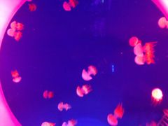 南昌海洋馆-南昌海洋公园