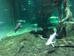 -华夏文旅海洋公园