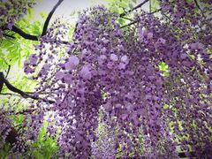 -尹兰楼西北风情餐厅(嘉定店)