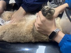 -御宝贝24h宠物医院·转诊中心·CT核磁血透中心(厦门总院)
