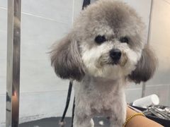 -宠福鑫康馨动物医院·骨科·眼科