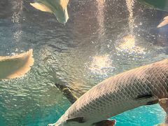 -上海海洋水族馆