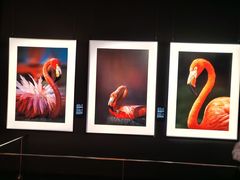 -罗红摄影艺术馆