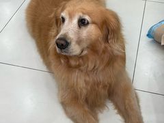 -汪说·狗咖·拼豆·宠物周边DIY(旺城大厦店)