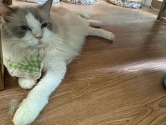 -楼上猫咖(罗湖店)