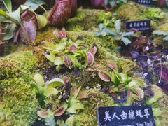 -中国科学院西双版纳热带植物园
