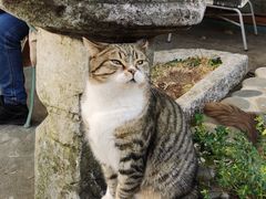 -喵屿·大理花园猫咖