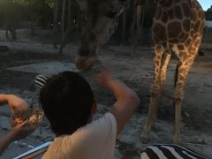 -清迈夜间动物园