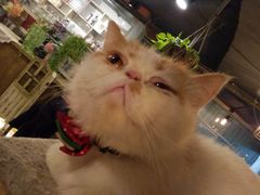 -共舞时光猫咖·狗咖(新街口店)