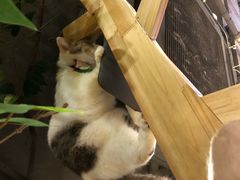 -共舞时光猫咖·狗咖(新街口店)