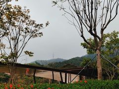 -银湖山郊野公园-相思林