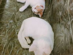 -猫色咖啡·猫咖