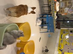 -平行世界·猫咖(首经贸店)